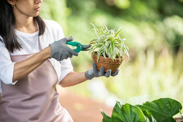 生长植物护理修剪 以进一步繁茂的开花女性的手剪下树枝和黄色的叶子的观赏植物用剪刀妇女修剪在她的花园园艺持有果园