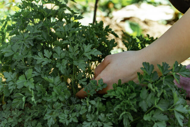 叶子女人的手在花园里摘欧芹叶束欧芹花园