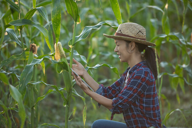 季节亚洲女农场主拿着数字平板电脑在玉米地里 美丽的晨曦在玉米地上升起绿色的玉米地在农业园里 阳光在傍晚的山景中照耀着夕阳农业农田生物