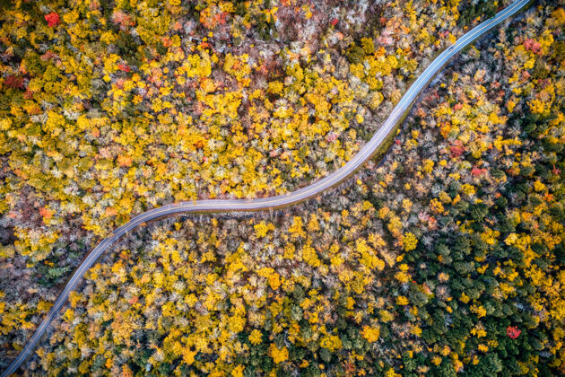 自然空中拍摄的一条长长的小径穿过黄色的秋树道路天空空中