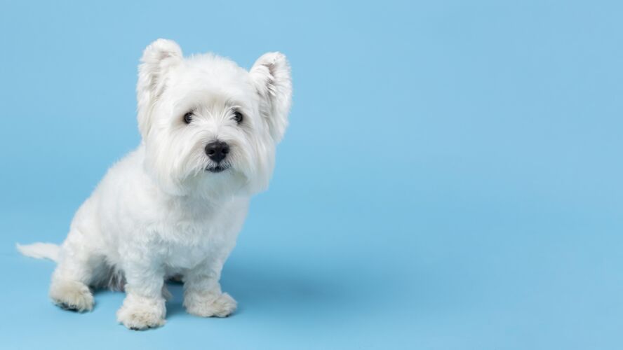 狗可爱的白色小狗孤立在蓝色可爱毛茸茸的纯种