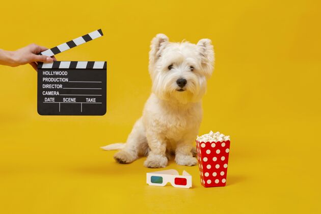 品种可爱的小狗与电影元素小毛皮小狗