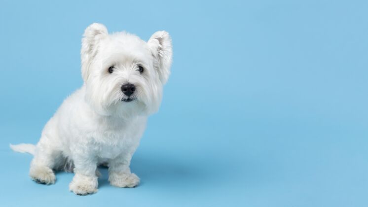狗可爱的白色小狗孤立在蓝色可爱毛茸茸的纯种