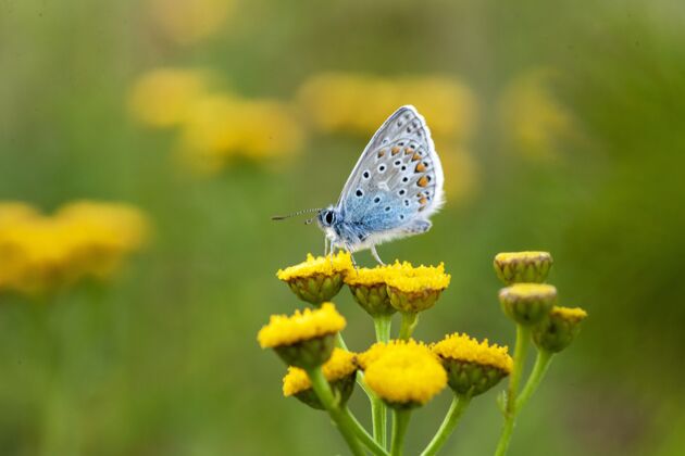 野生普通的蓝蝴蝶就在阳光下 在一个花园里 一片模糊草地昆虫动物