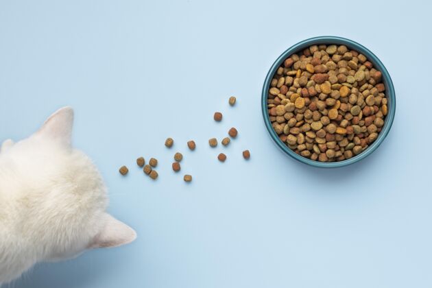 品种静物宠物食品分类哺乳动物猫安排