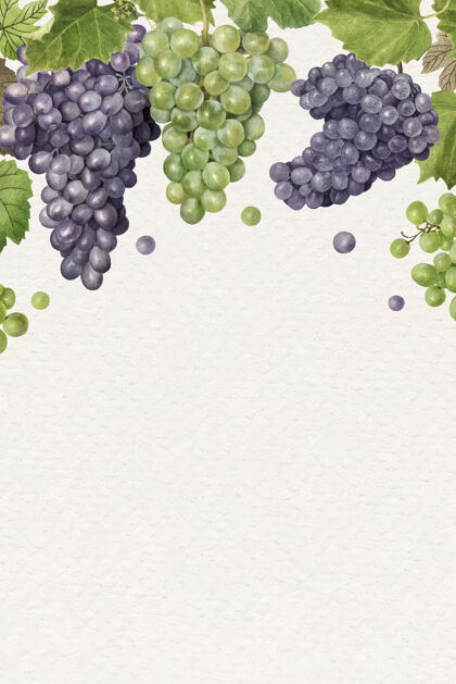一串手绘天然鲜葡萄架框架图案生食