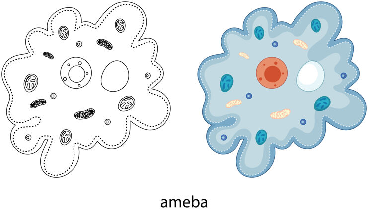 细菌阿米巴的颜色和涂鸦的白色科学绘画教育
