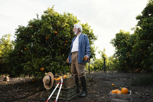 柑橘树收割橘子树的老人农业柑橘栽培