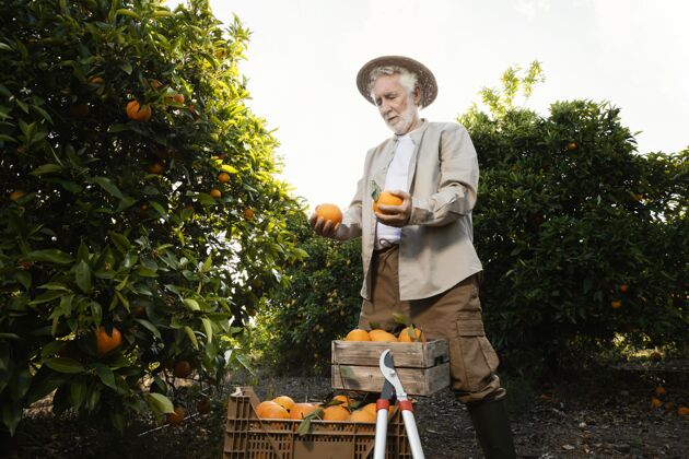 自然橘子园的老人柑橘新鲜农业