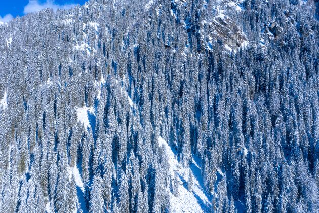 景观空中拍摄雪山上的冷杉寒冷冷杉雪