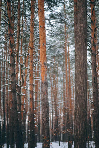 雪冬天的森林 树上和地上都是雪十二月森林松