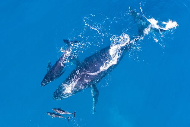 海洋夏威夷卡帕卢亚海岸的座头鲸尾巴空中水族