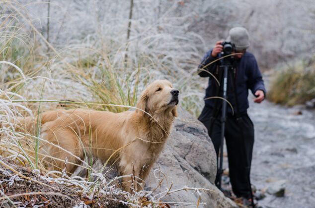 肖像金毛猎犬与一位年轻的男性摄影师合影动物年轻品种