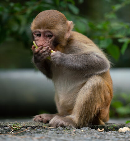野生动物一只猕猴吃东西的特写镜头野生毛皮有趣