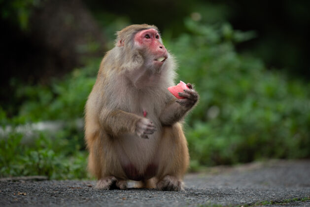 哺乳动物一只猕猴吃东西的特写镜头小自然野生