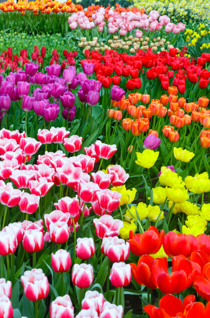 特写春天花坛上美丽的五彩郁金香安排开花公园