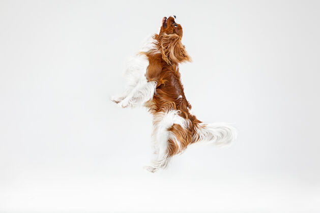 皮毛小猎犬在工作室里玩耍可爱的小狗或宠物在白色背景上孤立地跳跃骑士查尔斯国王负空间插入你的文字或图片运动概念 动物权利动物品种小