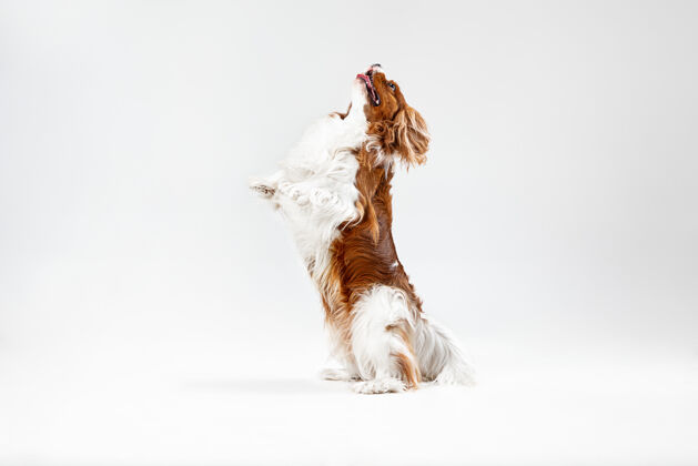 品种小猎犬在工作室里玩耍可爱的小狗或宠物在白色背景上孤立地跳跃骑士查尔斯国王负空间插入你的文字或图片运动概念 动物权利毛发小狗梳理