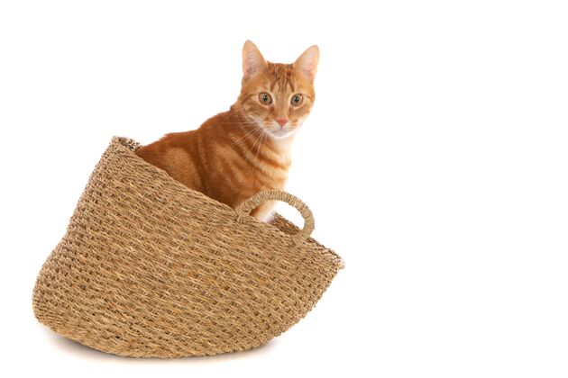 毛皮一只姜黄色的猫在柳条篮子里的特写镜头被隔离在白色的墙上动物可爱食物
