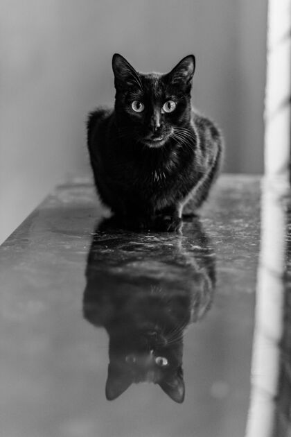 垂直一只黑猫的垂直选择性聚焦镜头和它在窗台上的倒影窗台自然房子