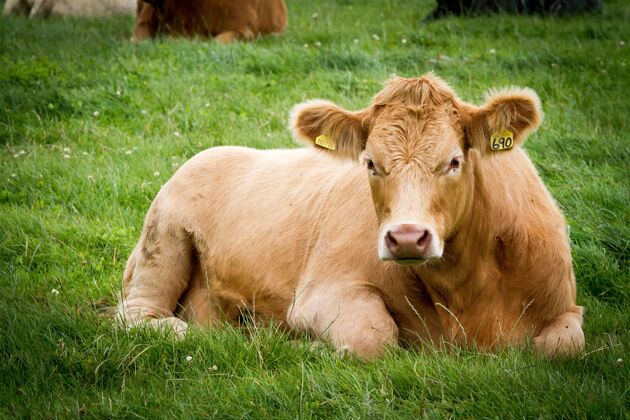 围栏浅棕色的牛在白天捕获的草地上休息春天农业景观