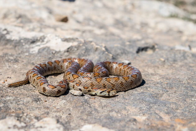 马耳他马耳他一条卷曲的成年豹蛇或欧洲鼠蛇的照片 zamenissitula动物爬行尾巴