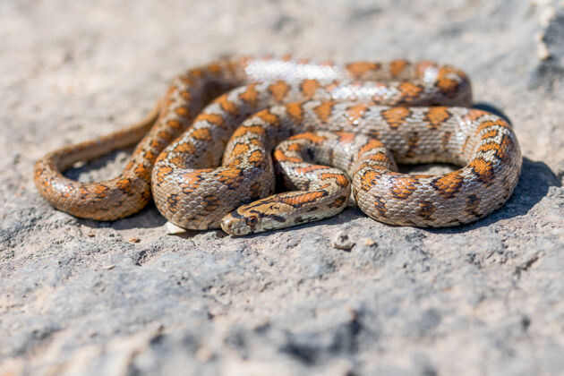 动物马耳他一条卷曲的成年豹蛇或欧洲鼠蛇的照片 zamenissitula岩石野生豹