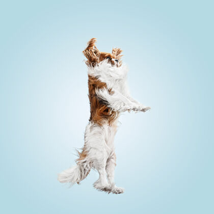 毛茸茸的小猎犬在工作室里玩耍可爱的小狗或宠物在蓝色背景上孤立地跳跃骑士查尔斯国王插入文字或图像的负空间运动概念 动物权利狗肖像可爱