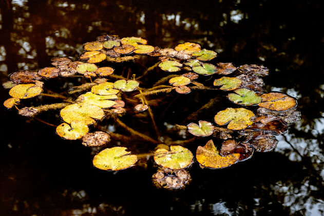 湖泊池塘上百合花垫的高角度拍摄秋天日落自然