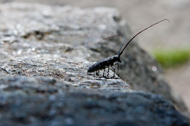 昆虫黄石国家公园的一只斑点锯叶甲虫野生动物岩石