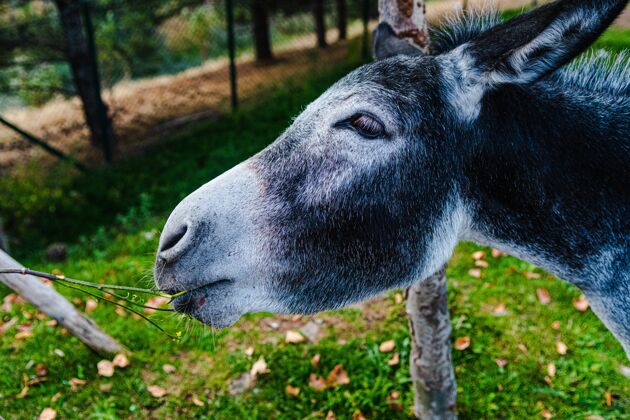黑色美丽的白鼻子黑驴水平拍摄灰色农场脸