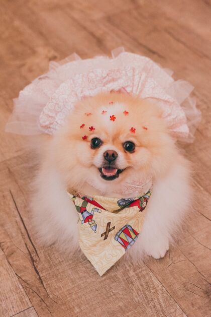 吉娃娃高角度拍摄了一个穿着可爱婚纱的吉娃娃微笑着摆姿势 直视着姿势狗动物