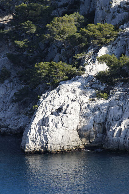 港口悬崖上的树海松树地中海