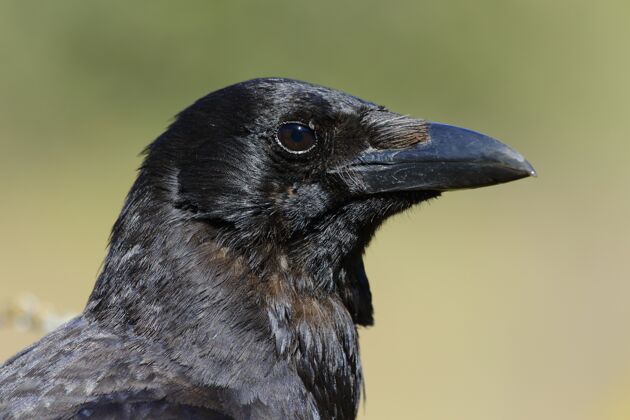 蓝色黑眼睛乌鸦的特写镜头鸟类乌鸦爪子