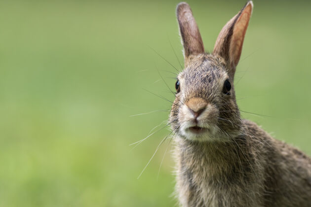 绿色可爱的灰色兔子的画像灰色兔子兔子兔子
