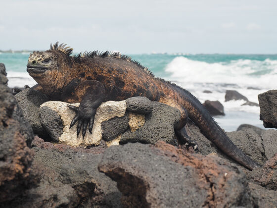 沙滩白天在海滩的岩石上捕获的海洋鬣蜥热带海洋鱼类