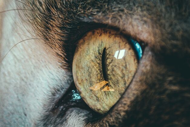 猫美丽的特写镜头猫眼-完美的背景家养动物大型