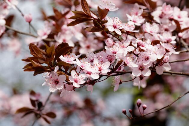 花瓣春天 粉红色的樱花在背景模糊的树上盛开日本树花园