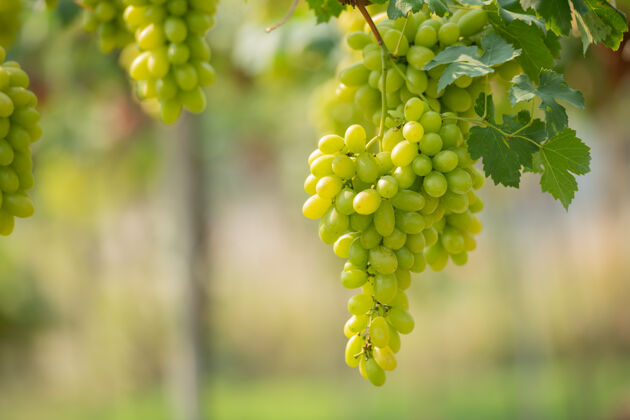 酒庄葡萄园里的葡萄树和一束白葡萄食物明亮白色