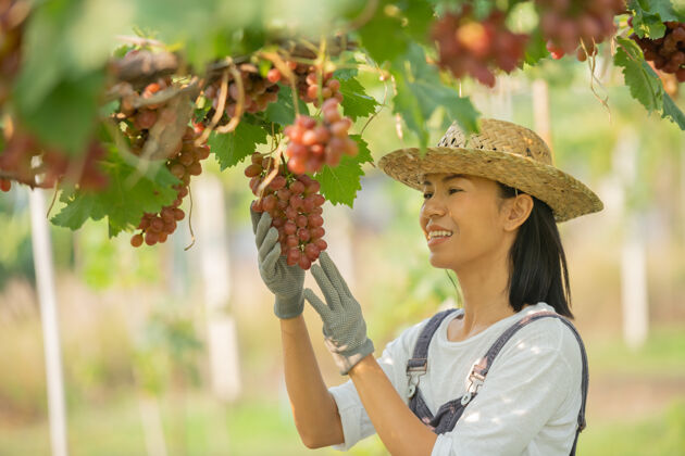 一快乐的微笑欢快的葡萄园女穿着工作服和农家礼服草帽工作特写田地