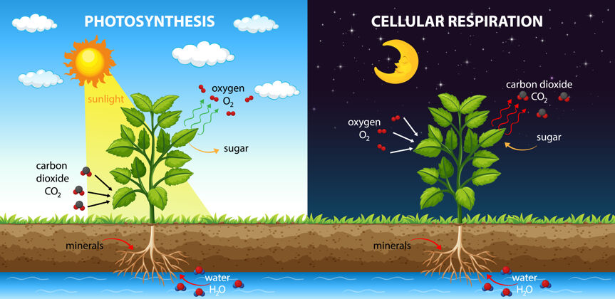 过程显示光合作用和细胞呼吸过程的图表能源氧气生物