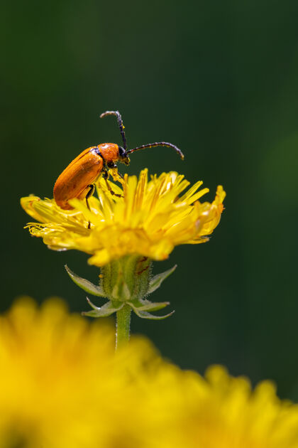 野生动物一个橙色甲虫在亮黄色蒲公英上的垂直特写镜头充满活力明亮昆虫
