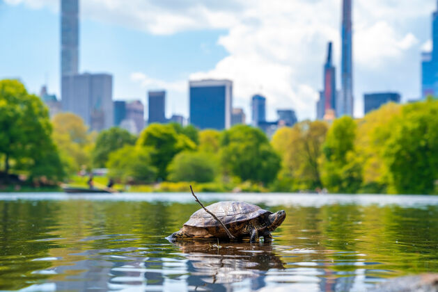 动物特写镜头中的一只海龟在池塘在中央公园 纽约 美国乌龟树爬行动物