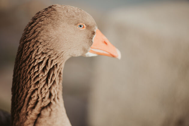 鹅日光下鹅的选择性聚焦镜头野生动物羽毛鸟嘴