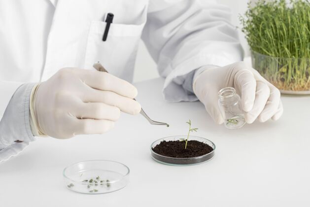 科学在实验室里做芽苗菜实验的人男性设备实验室