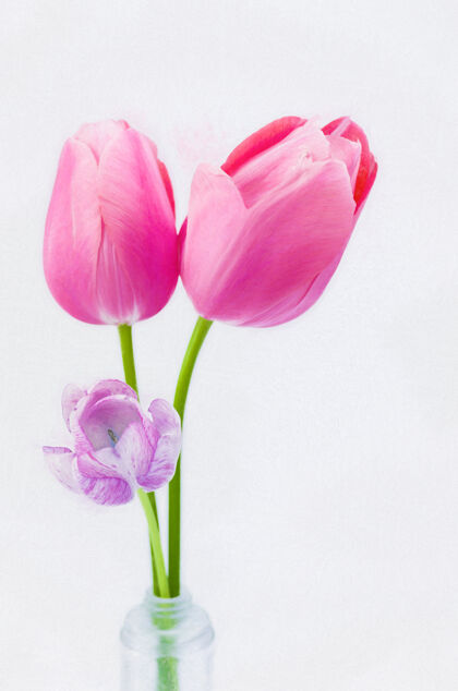 花白色背景上美丽的粉红色郁金香的垂直特写镜头花园植物郁金香
