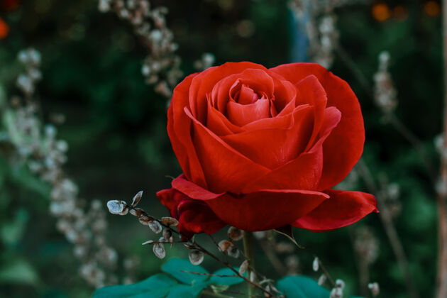 叶一朵红玫瑰的特写镜头花花芽