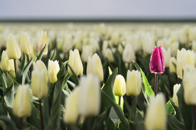 叶从4月下旬到5月上旬 荷兰的郁金香花开得五彩缤纷幸运的是 荷兰的乡间点缀着上百朵鲜花 这真是太棒了田野鳞茎空中
