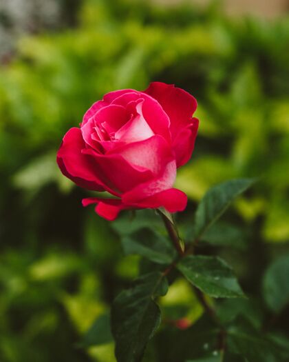 粉色选择聚焦一朵美丽的粉红玫瑰叶子焦点玫瑰