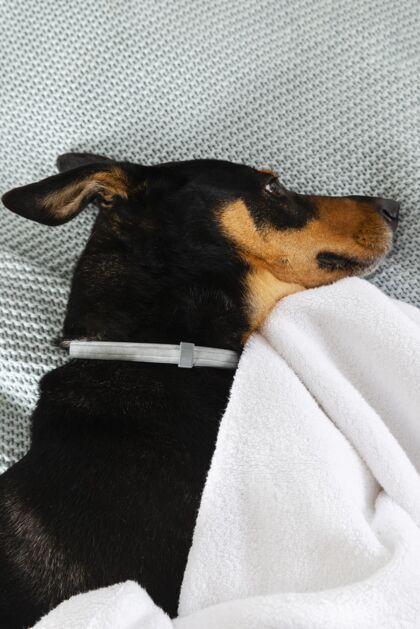 小狗可爱的狗躺在毯子上家庭狗可爱